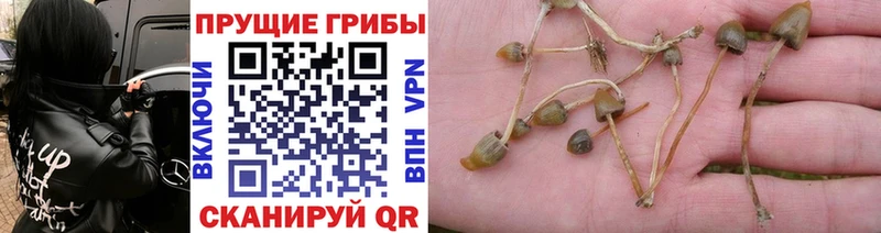 Псилоцибиновые грибы мицелий где купить наркотик Пушкино
